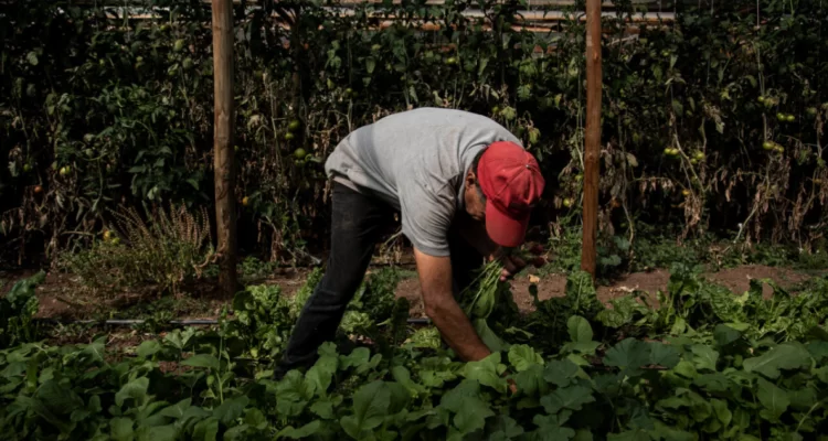 Pequeños agricultores de Los Lagos pagan el costo de una tasación que no distingue la realidad del campo en las contribuciones