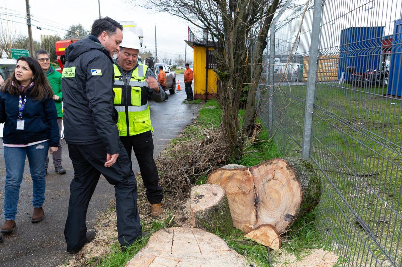 Municipio de Puerto Montt desarrolla tala preventiva de árboles con riesgo de caída