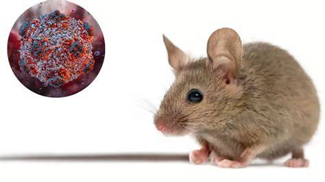 Ministerio de Salud declaró alerta sanitaria por hantavirus desde Atacama a Magallanes