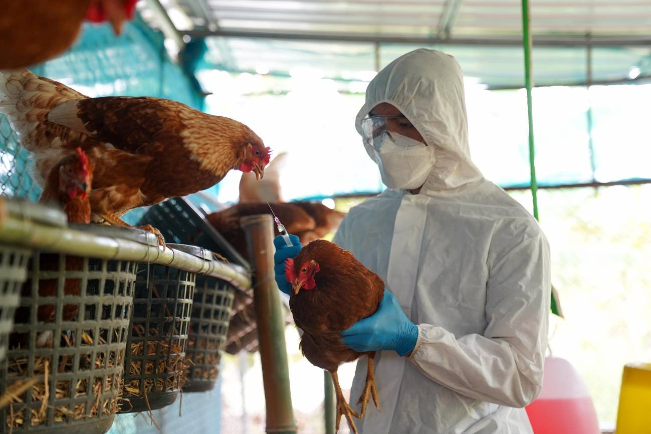 SAG confirma nuevos focos de Influenza Aviar en Calbuco y Quellón