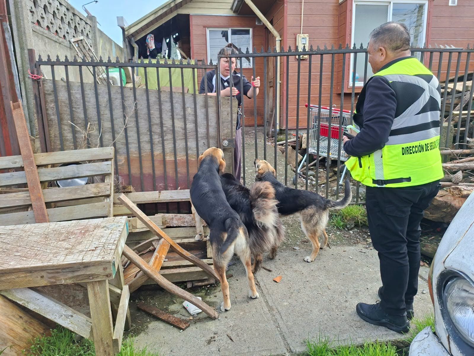 Alerce refuerza la fiscalización ante denuncias por animales mayores y mascotas